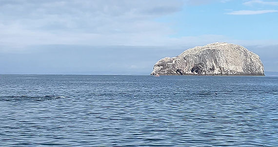 Dolphins around the Bass Rock